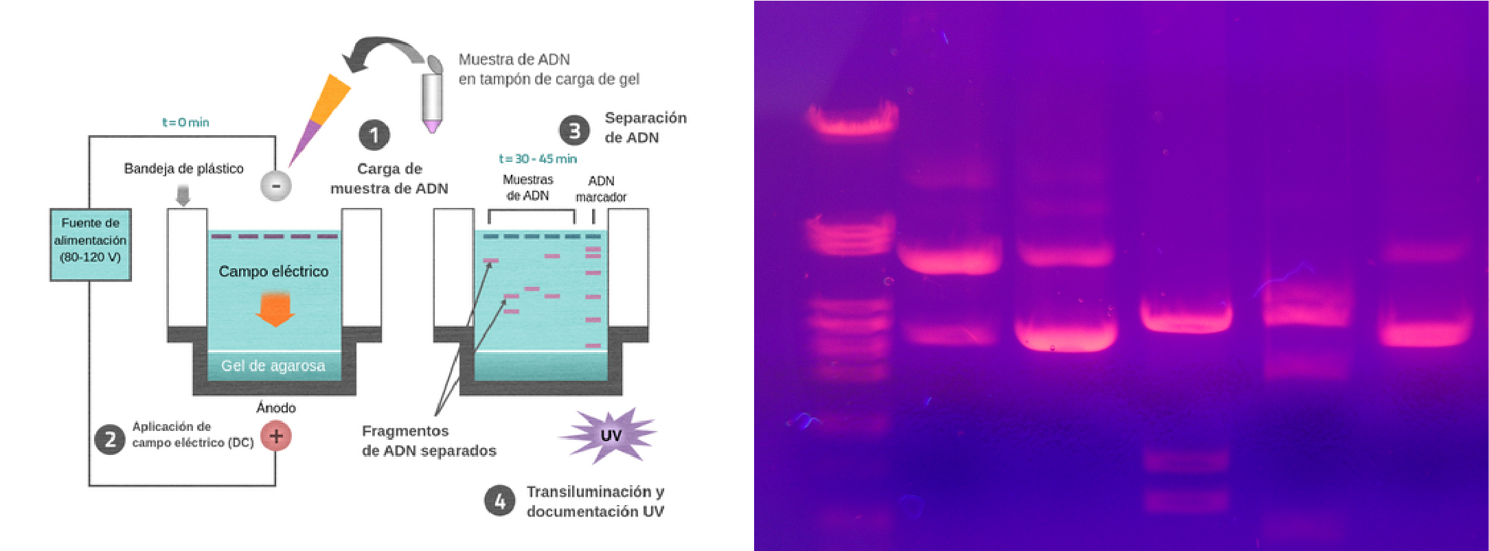 Proceso de realización de prubea PCR